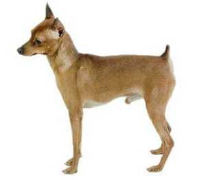 德国宾莎犬 German Pinscher