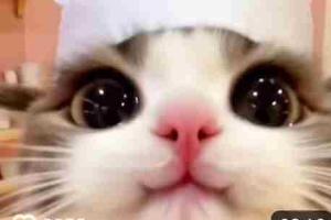 那些宠物的无语时刻，看看有没有你家的