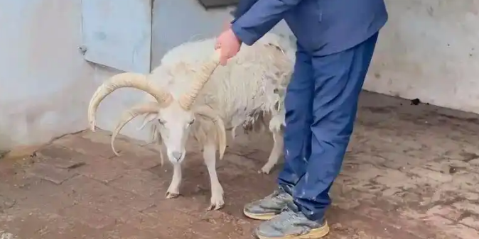 相当于人类90岁以上，贵州凯里网红动物园15岁四角羊离世