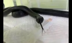 “墨西哥黑王蛇”逃家1年 饲主看到认养公告奇迹团圆