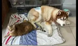 哈士奇窝窝被霸佔!他眼神求救爸　结果“猫主子一凶”全家都投降