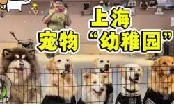 我去上班，狗去“入托”，开在产业园区的宠物“幼稚园”受欢迎