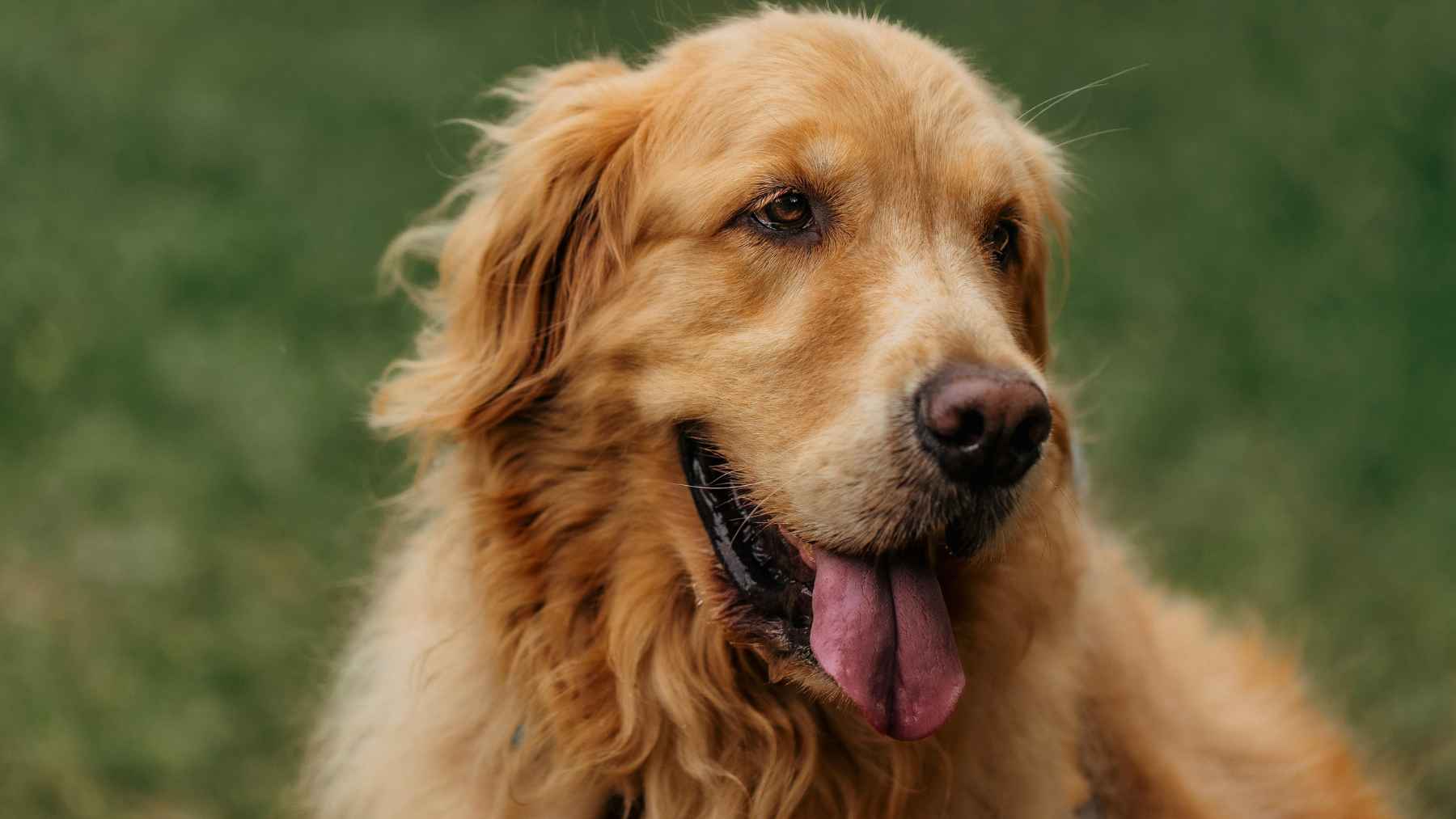 剑桥大学1343只金毛犬基因研究-狗狗情感基因与人类重叠