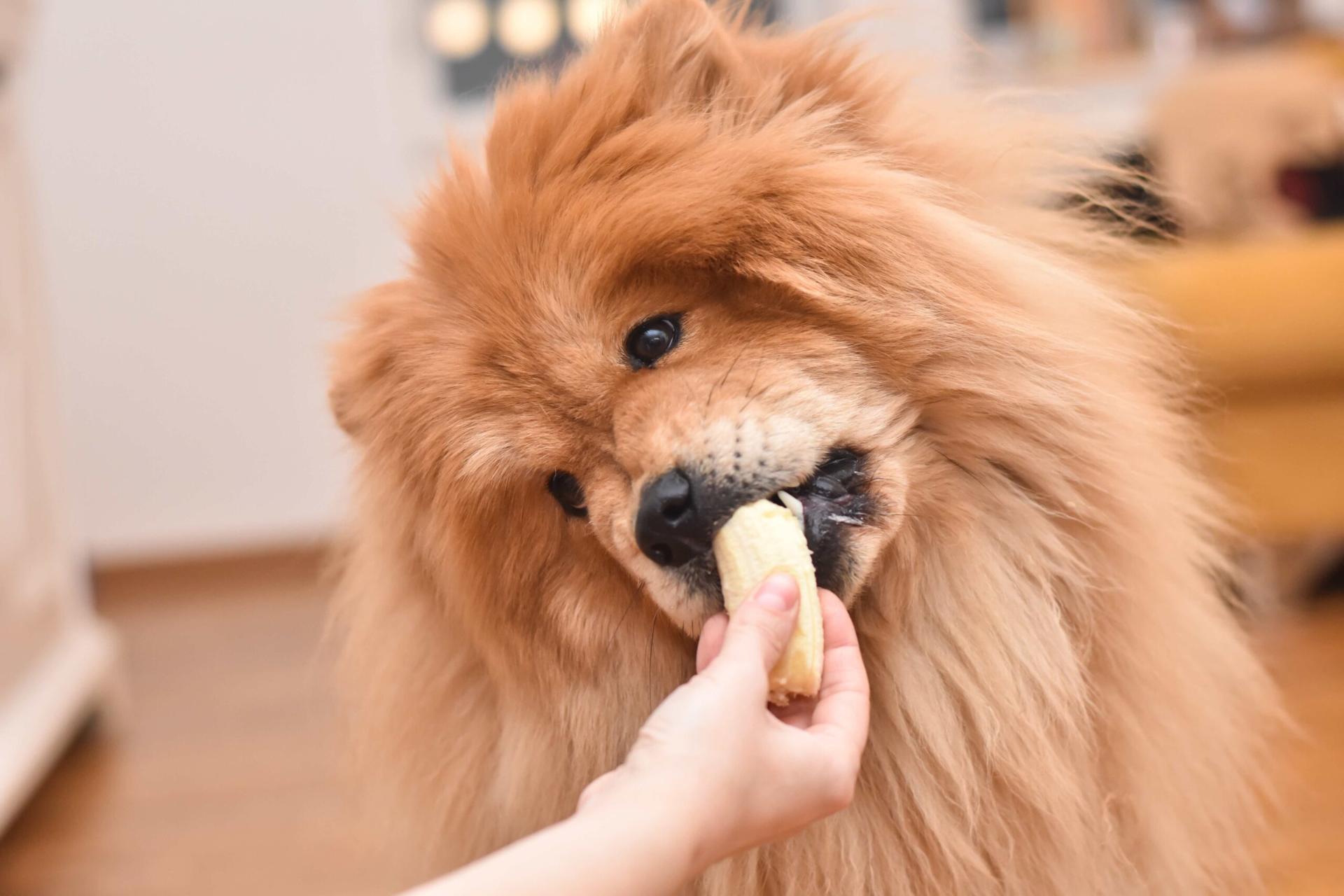 狗狗可以吃香蕉吗？