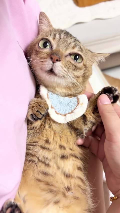 中国女子逗猫视频海外走红，TikTok播放量破957万